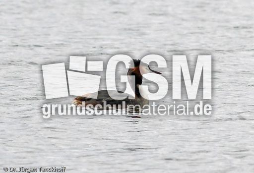 Haubentaucher (5 von 22).jpg